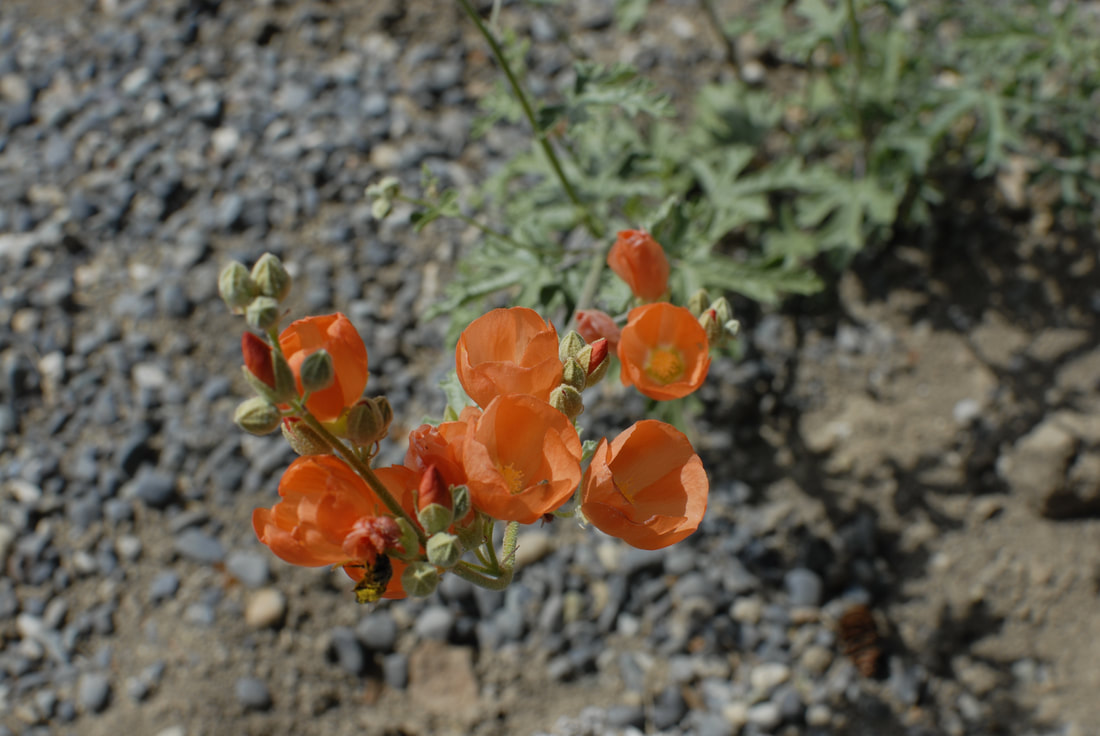 Orange globemallow's flowers are bright orange. They reach up on flower stalks. The planting bed covered with round rock mulch and the green foliage are out of focus in the background.