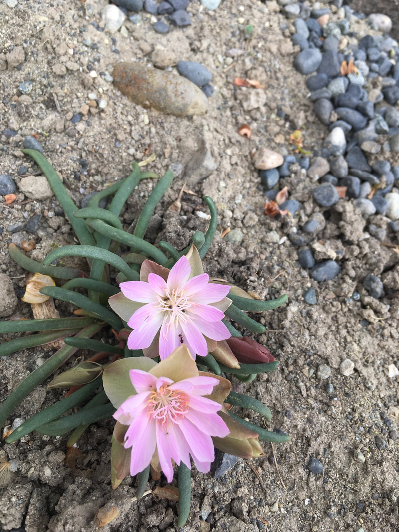 Two bitterrot flowers composed of light pink petals fading to white, surrounded by the succulent foliage in a dry, rocky planting mix.